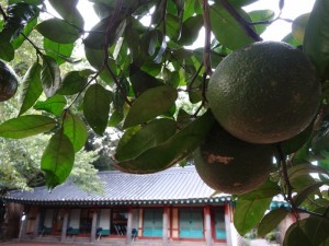 DSC02076