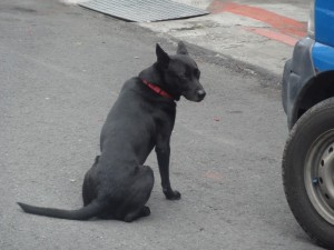 DSC02600