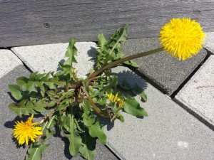 20150423_121423