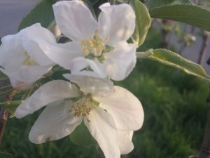 20150502_052638