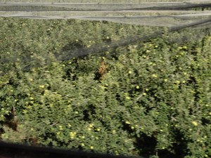 DSC03351