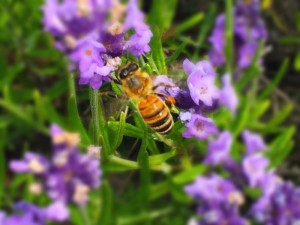 IMG_2914