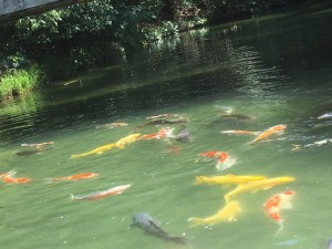 IMG_8972