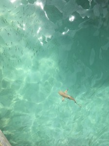 IMG_2452
