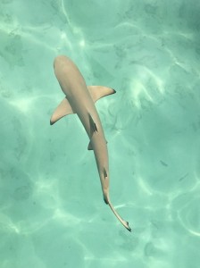 IMG_2454