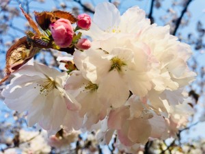 IMG_6008