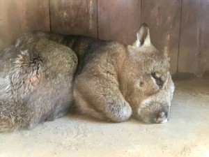 ã¦ã©ã³ããã