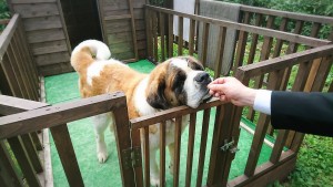 ãµãã