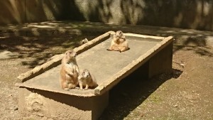 ãã¬ã¼ãªã¼ããã°