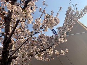 æ¡