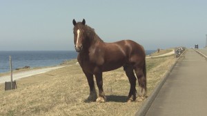 2013.05.25放送分　珍道中