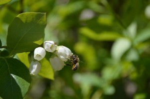 bee