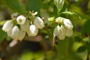 bee2