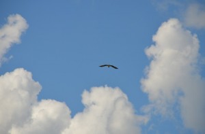 DSC_0617 (2)
