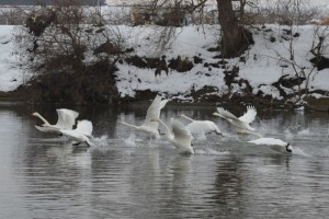 DSC_0218 (2)