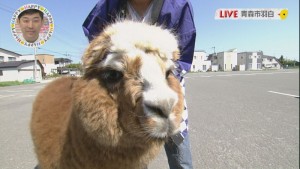 2016.08.13放送分　生中継