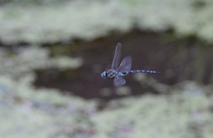 dsc_0438-2