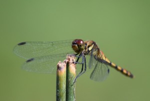 dsc_0456-2