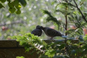dsc_0466-4