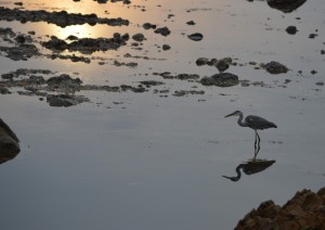 dsc_0650-2