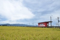 田園風景に囲まれた赤い駅舎。 情緒を感じます。