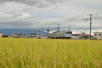 黄金色の田んぼを走る弘南線。