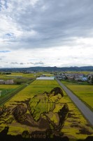 もうすぐ見納めの田んぼアート。 稲の色が変わってまた違った趣になりました。