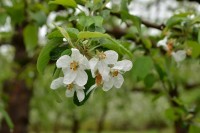 あいにくの天気でしたがリンゴの花は雨にも負けず綺麗な花を咲かせていました。