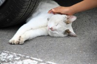 カワヨグリーン牧場の駐車場にいた猫。スタッフの方から「主」と呼ばれていました。人に慣れ過ぎているのかこんなところで寝ちゃってます^^;