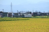 黄金色に色づく田園地帯を走る7000系
