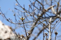 大仏公園のソメイヨシノ。この日はまだつぼみでした。