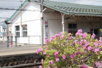 ツツジの花も気持ちよさそうに咲いています。