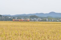 黄金色に染まった田園地帯を行くメロス号。