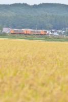 収穫を間近に控えた田んぼを走ったと思えば。