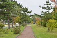 五所川原農林高校の遊歩道。この時は紅葉し始めでした。