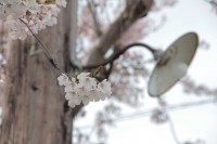 こちらはホーム上の桜と街灯と。いろんな人たちを出迎えて見送ってきたんだろうな…。
