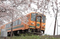 十川駅近くの桜。撮影日にもどんどん花開いていきました。
