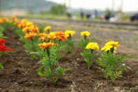 名久井農業高校生徒たちが育てた花々。駅の雰囲気を明るくしています。