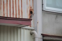 街中で見かけた鳥。後ろの家の穴から出入りしてました。