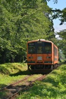 春は桜のトンネルで有名な場所もこの時期は新緑のトンネルに