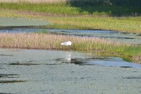 サギでしょうか。様々な野鳥も訪れます。