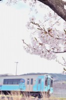沿線の桜も咲き誇り車窓の景色もピンクや白と色鮮やかに。