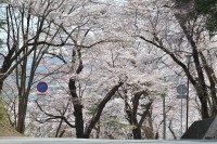 城山公園の桜。坂道を上がってくると鮮やかなピンクが出迎えてくれます。