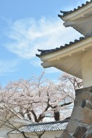 城をイメージした資料館と桜。雰囲気があっていいですね。