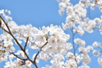 快晴の空に桜の花びらがよく映えます。