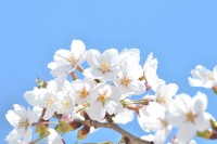 この日で一気に開花が進んだようです。眺めているだけで心が穏やかになります。