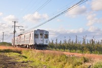 リンゴ畑や岩木山をバックにのんびりと走ります