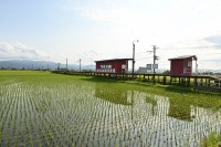 柏農高校前駅といえば水田に反射して見える駅舎や列車ですよね。