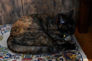自遊木民族珈琲の看板猫「まめみそちゃん」。とっても人懐っこい猫ちゃんです。