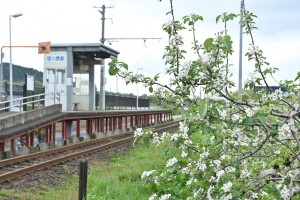 「りんご畑鉄道」が愛称の大鰐線。宿川原駅の目の前もリンゴ園です